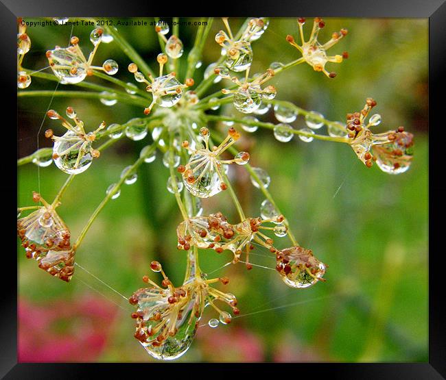 Fennel seed head with raindrops. Framed Print by Janet Tate