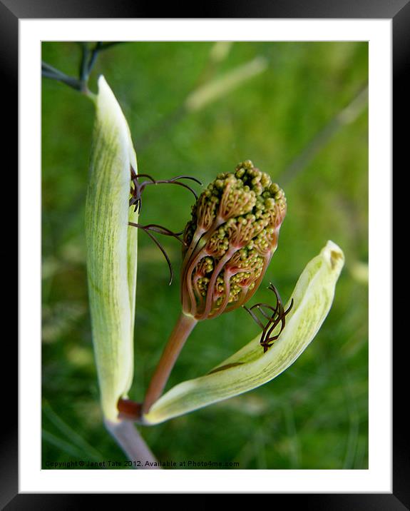 Bursting Bud of Fennel Framed Mounted Print by Janet Tate