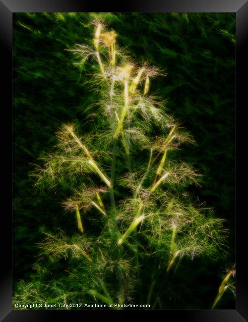 Soft Bronze Fennel Framed Print by Janet Tate