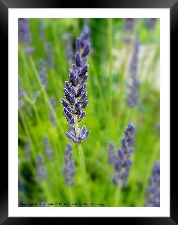 English Lavender Framed Mounted Print by Janet Tate