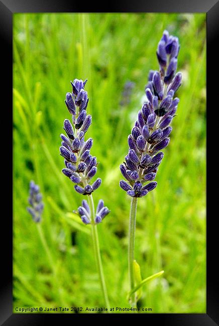 English Lavender Framed Print by Janet Tate