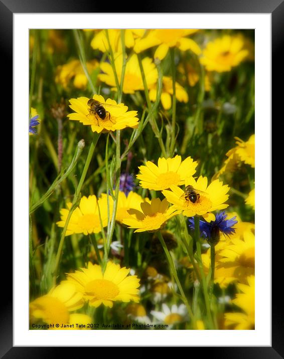 Wild Flower meadow Framed Mounted Print by Janet Tate
