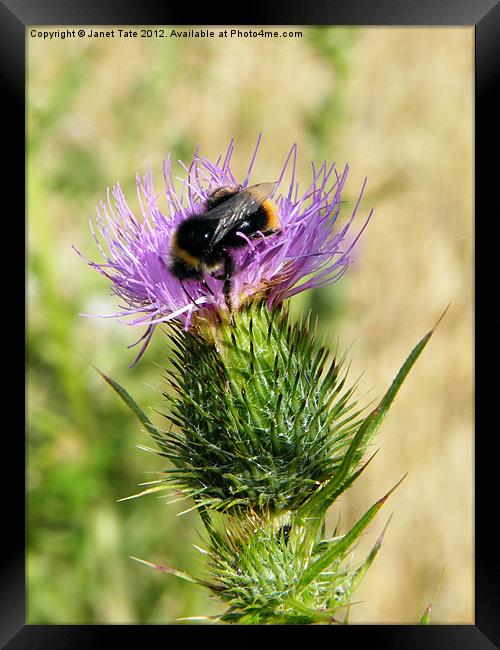 Pollen collecting Framed Print by Janet Tate