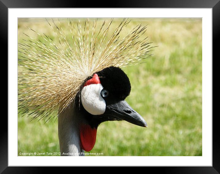 Crazy Hair Do! Framed Mounted Print by Janet Tate