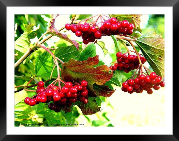 Autumn Berries Framed Mounted Print by Janet Tate