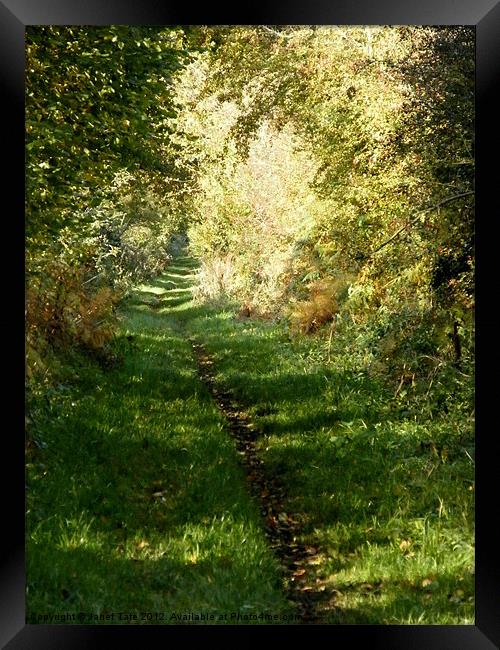 An Autumn Walk, Peddars Way Framed Print by Janet Tate