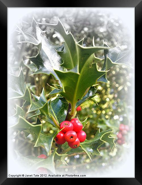 Christmas Holly Framed Print by Janet Tate