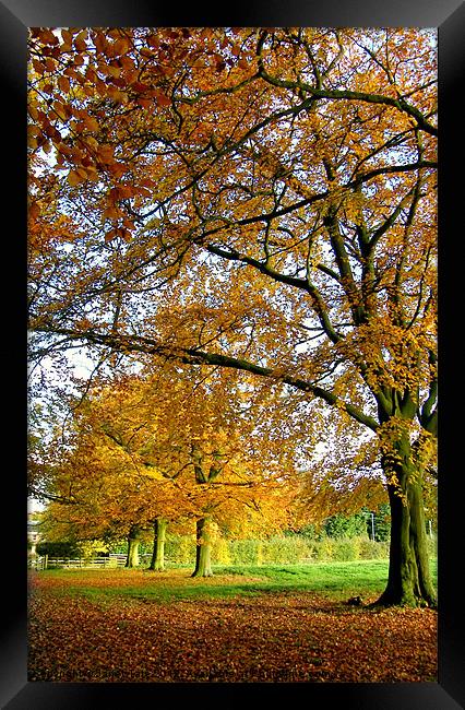 Autumn Colours Framed Print by Janet Tate