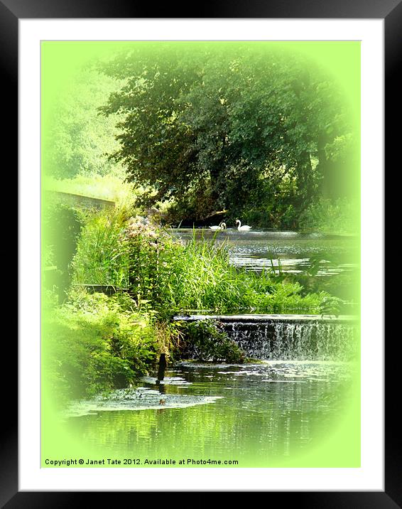 Tranquil Setting with Swans Framed Mounted Print by Janet Tate