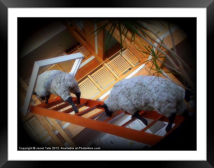 Funky Sheep Framed Mounted Print by Janet Tate