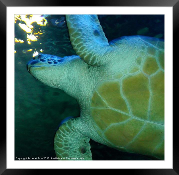 Green Sea Turtle Framed Mounted Print by Janet Tate