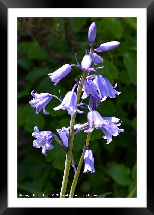 Bluebell Framed Mounted Print by Janet Tate