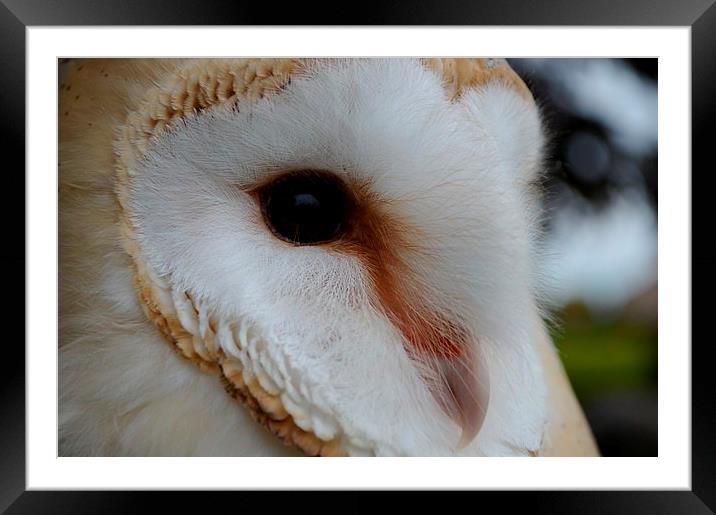Barn Owl Profile Framed Mounted Print by Janet Tate