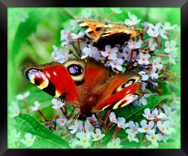 Peacock butterfly Framed Print by Janet Tate