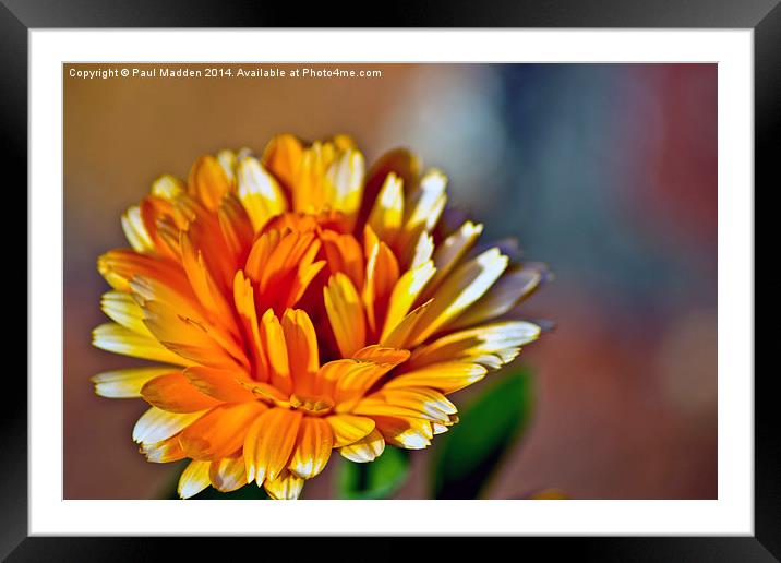 Marigold Framed Mounted Print by Paul Madden