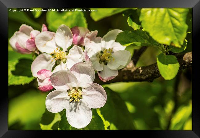 Apple Blossom Framed Print by Paul Madden