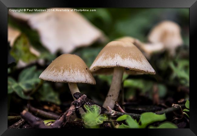 Wild mushrooms Framed Print by Paul Madden