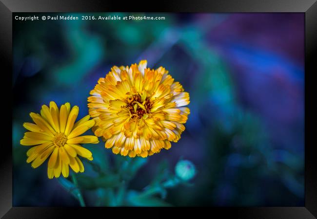 A Marigold To Behold Framed Print by Paul Madden