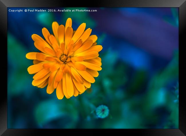 Yellow Marigold Framed Print by Paul Madden
