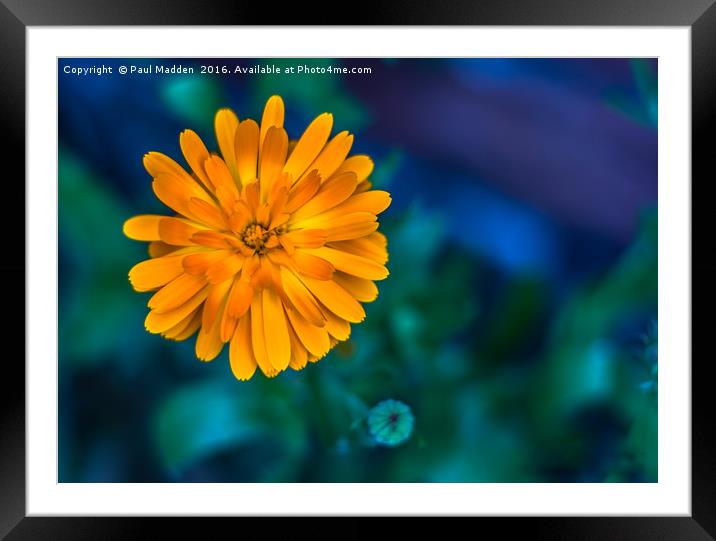 Yellow Marigold Framed Mounted Print by Paul Madden