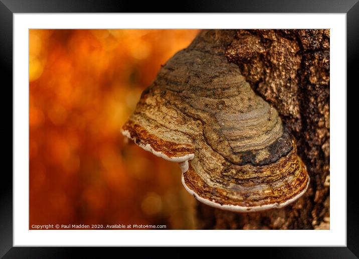 Autumnal fungi Framed Mounted Print by Paul Madden