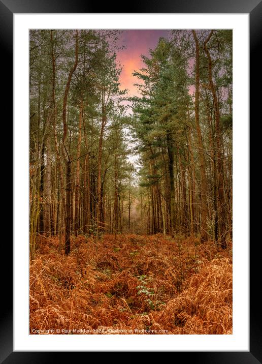 Delamere Forest in the morning Framed Mounted Print by Paul Madden