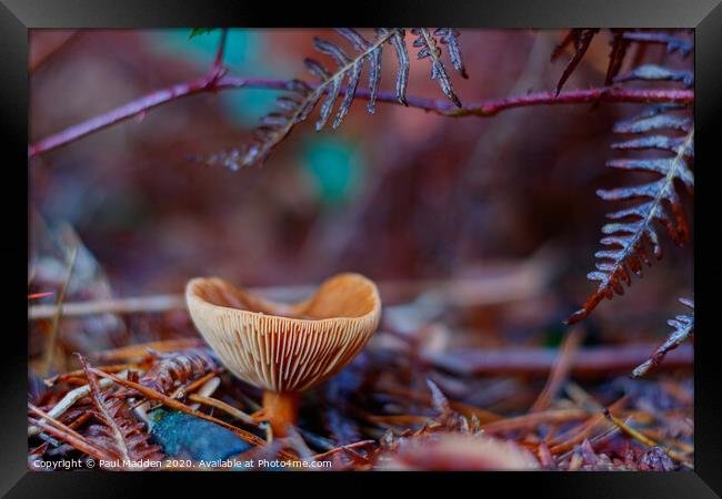 Forest Fungus Framed Print by Paul Madden