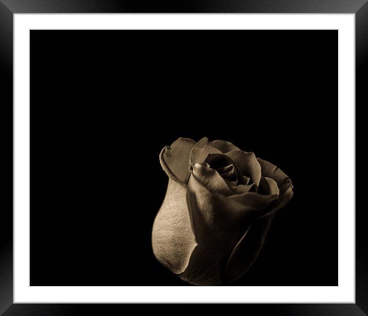 New Rose Framed Mounted Print by Timothy Large