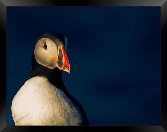 Puffin in Shetland Framed Print by Timothy Large