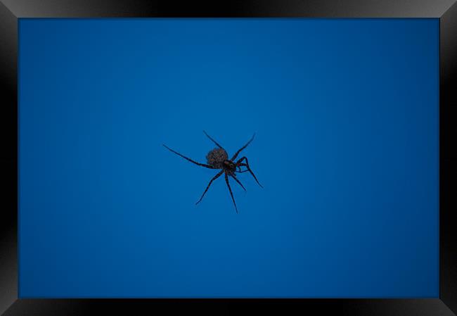 swimming spider Framed Print by Miroslav Adamove