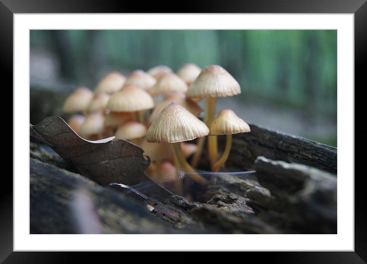 mushrooms family Framed Mounted Print by Miroslav Adamove