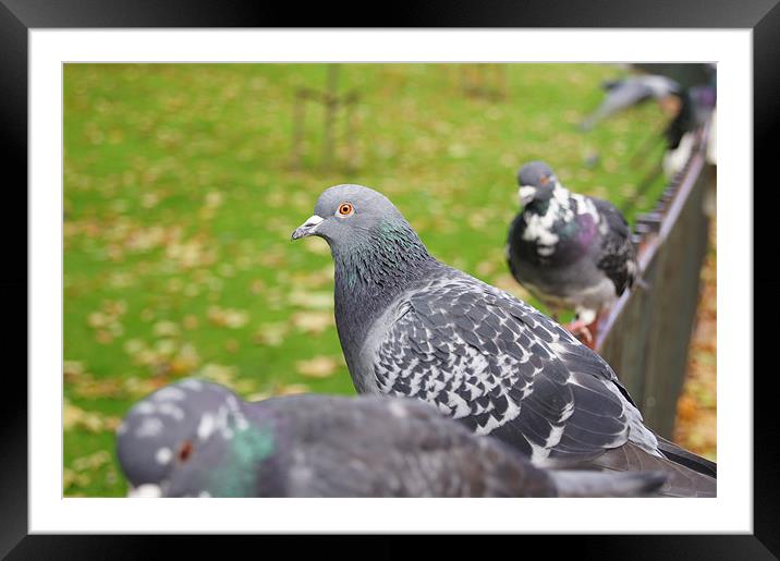 pigeons Framed Mounted Print by Miroslav Adamove