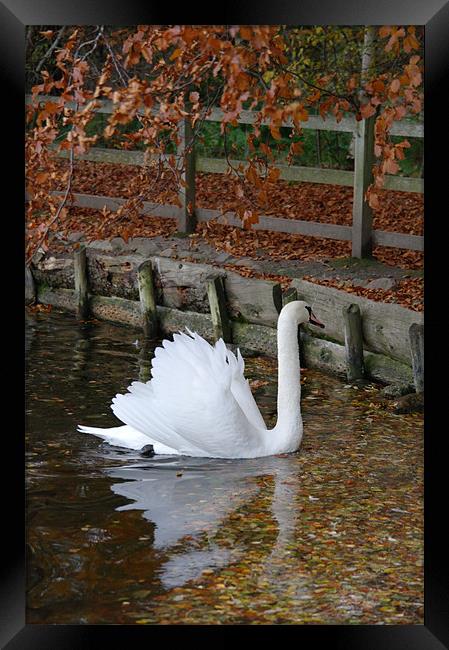 Swan Framed Print by Julie Perrin