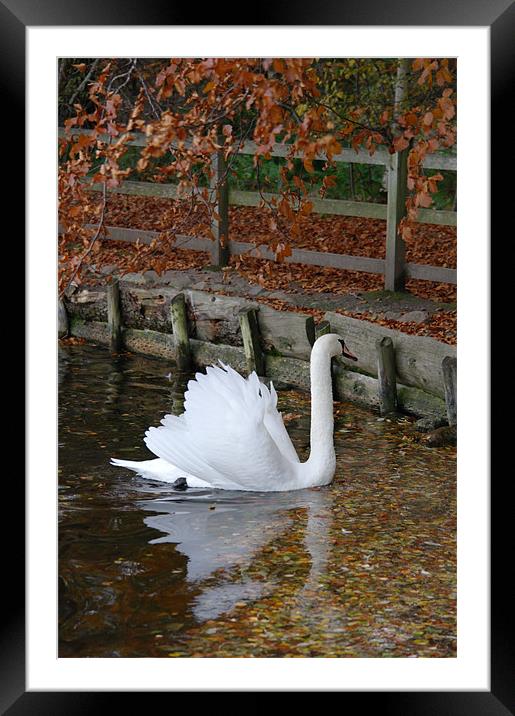 Swan Framed Mounted Print by Julie Perrin