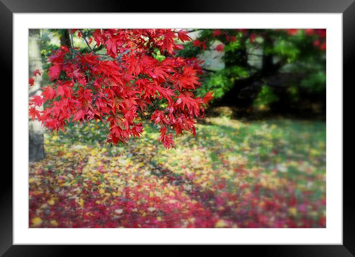 colour of season Framed Mounted Print by mohammed hayat