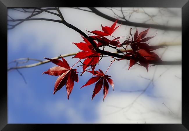Maple Leaf In The Sky Framed Print by mohammed hayat
