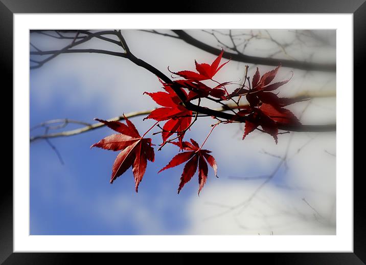 Maple Leaf In The Sky Framed Mounted Print by mohammed hayat