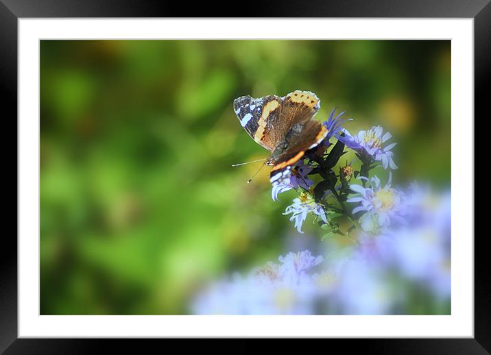 butter fly Framed Mounted Print by mohammed hayat