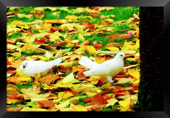 Doves in the autumn leaves Framed Print by mohammed hayat