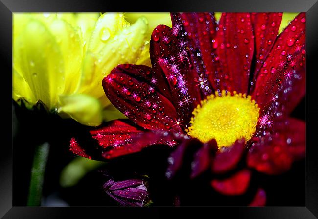 Stars on the flower. Framed Print by mohammed hayat