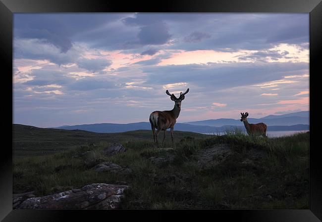 Red Deer at Sunset in Applecross Framed Print by Richard Westwood