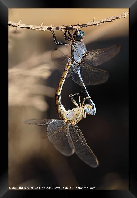 Dragonflies mating Framed Print by RSRD Images 