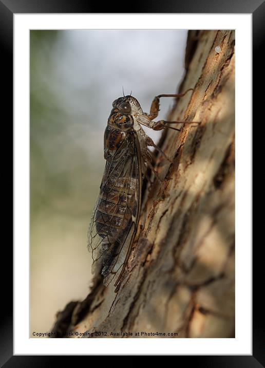 Cicada Framed Mounted Print by RSRD Images 