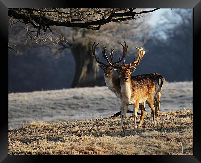Fallow Deer Stags Framed Print by RSRD Images 