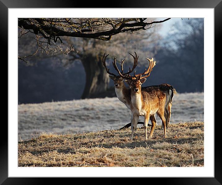 Fallow Deer Stags Framed Mounted Print by RSRD Images 
