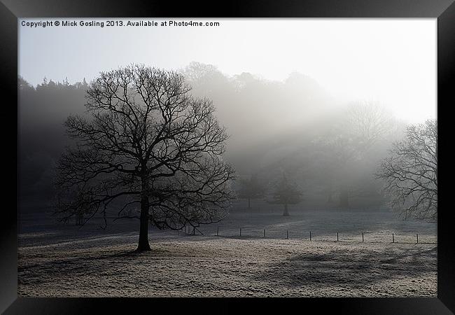 Foggy Morning Tree Framed Print by RSRD Images 