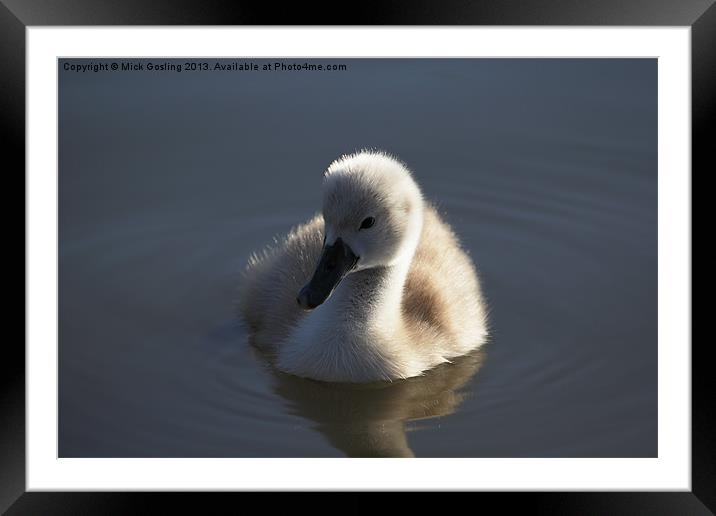 Mute Swan Cygnet Framed Mounted Print by RSRD Images 