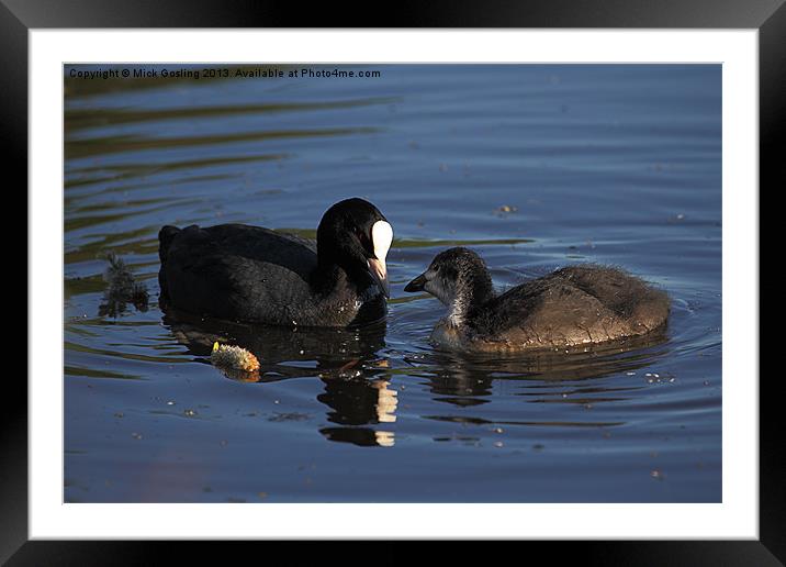 Coot and chick Framed Mounted Print by RSRD Images 