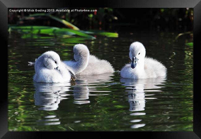 Mute Swan Cygnets Framed Print by RSRD Images 
