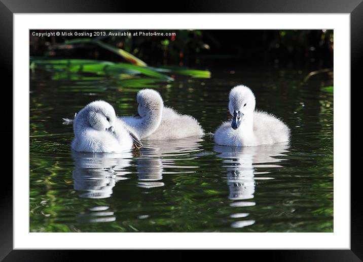 Mute Swan Cygnets Framed Mounted Print by RSRD Images 
